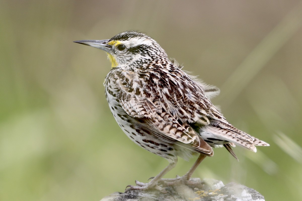 Western Meadowlark - ML559092941