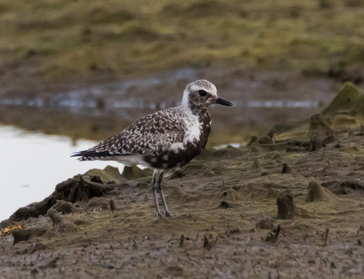 Black-bellied Plover - Chezy Yusuf