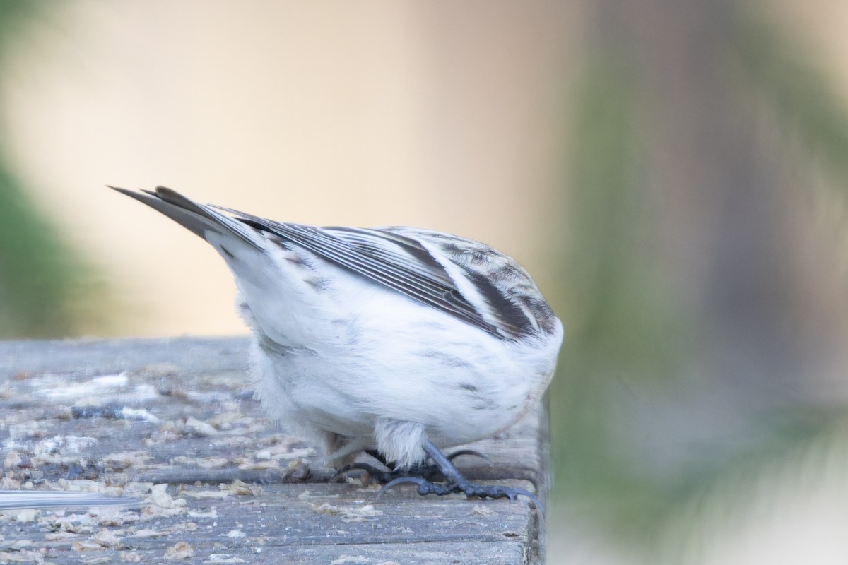 Hoary Redpoll - ML559093291