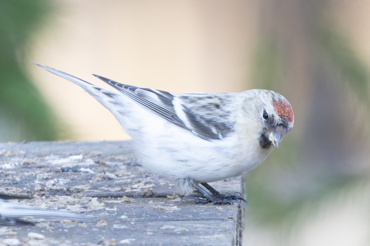 Hoary Redpoll - ML559093301