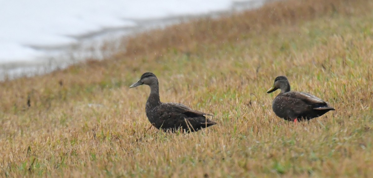 American Black Duck - ML559094111