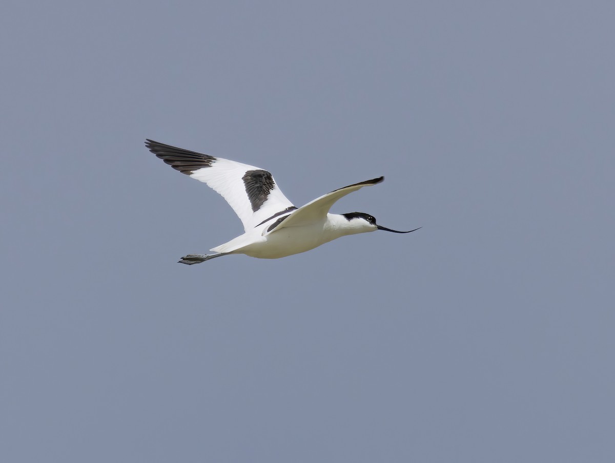 Pied Avocet - ML559094181