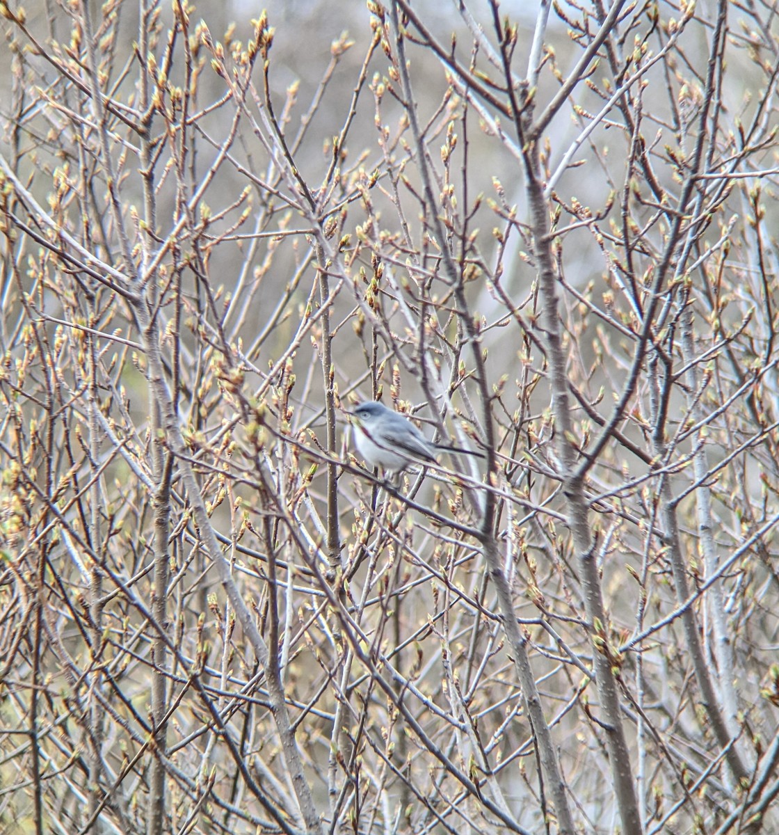 Blue-gray Gnatcatcher - ML559094231