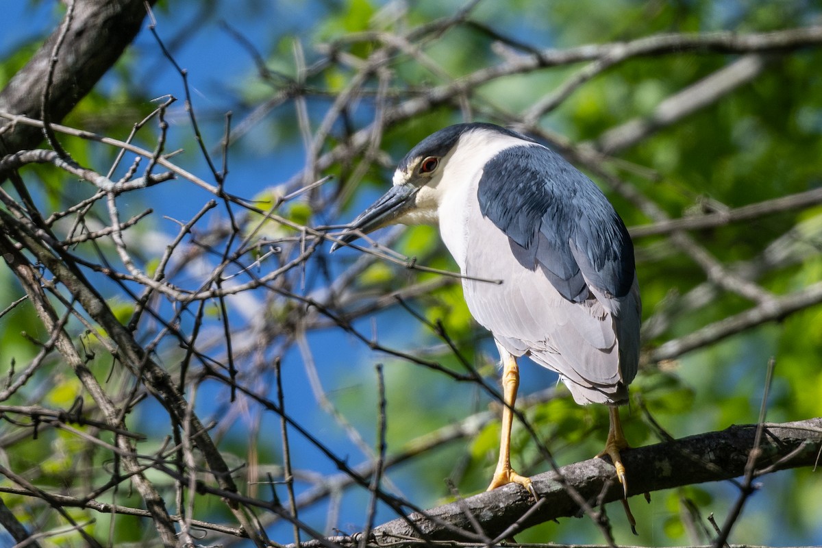 Black-crowned Night Heron - ML559096881