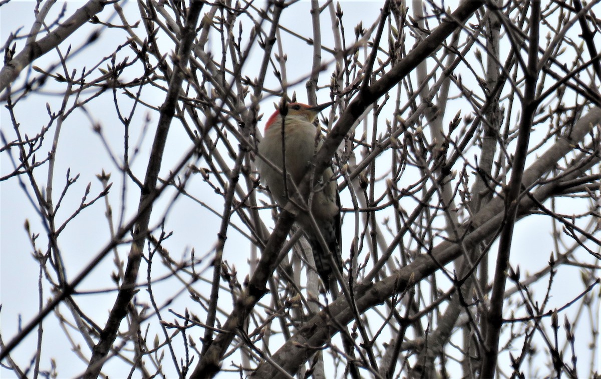 Red-bellied Woodpecker - ML559097351