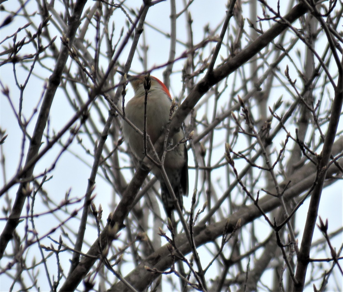Red-bellied Woodpecker - ML559097361