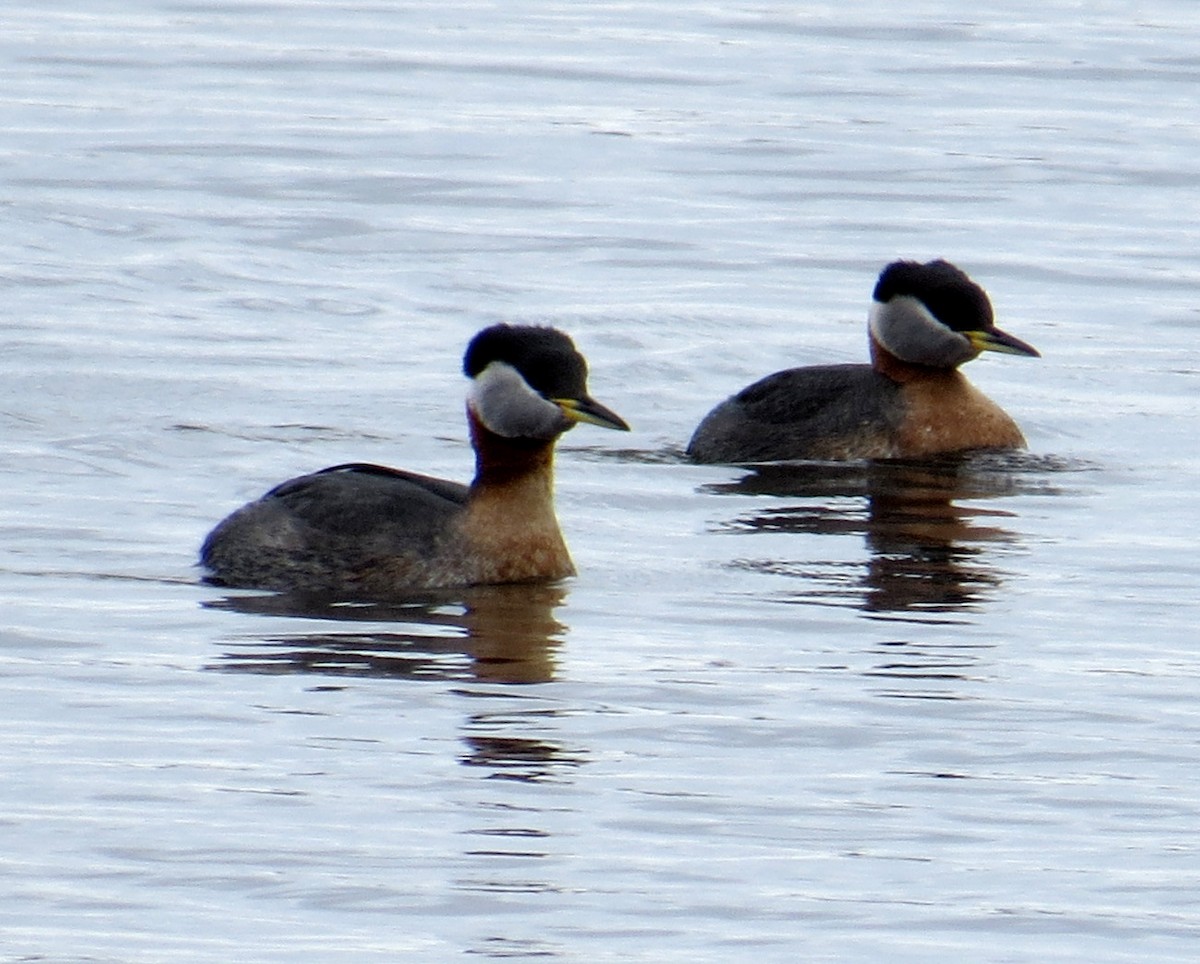 Red-necked Grebe - ML559097671