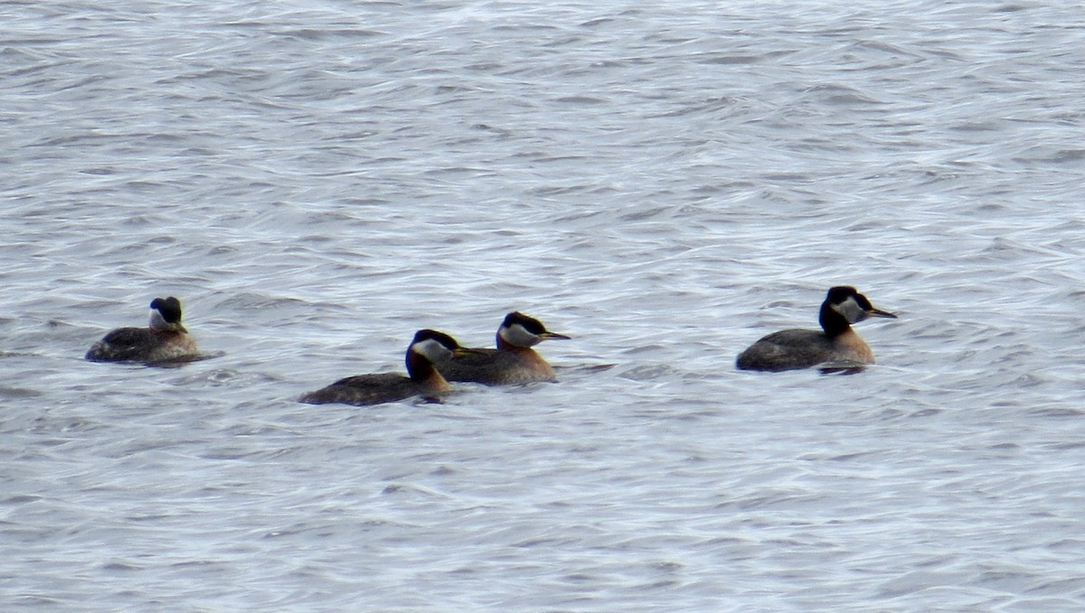 Red-necked Grebe - ML559097691