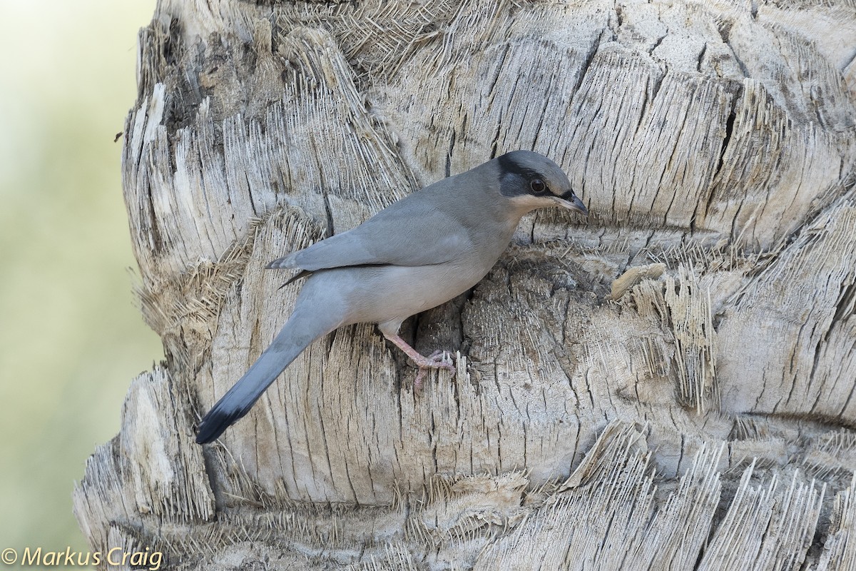 Hypocolius - Markus Craig