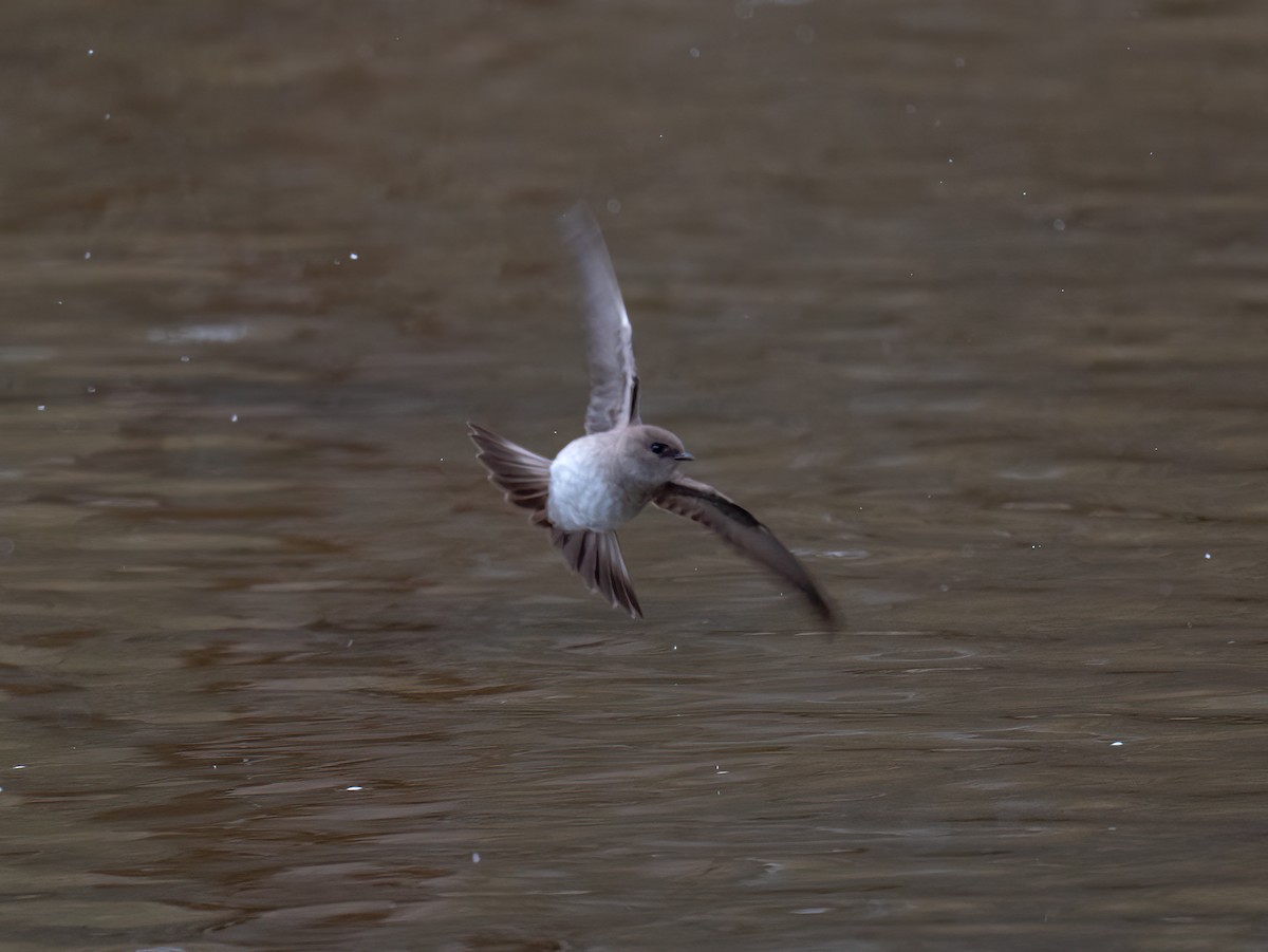 Northern Rough-winged Swallow - ML559098481