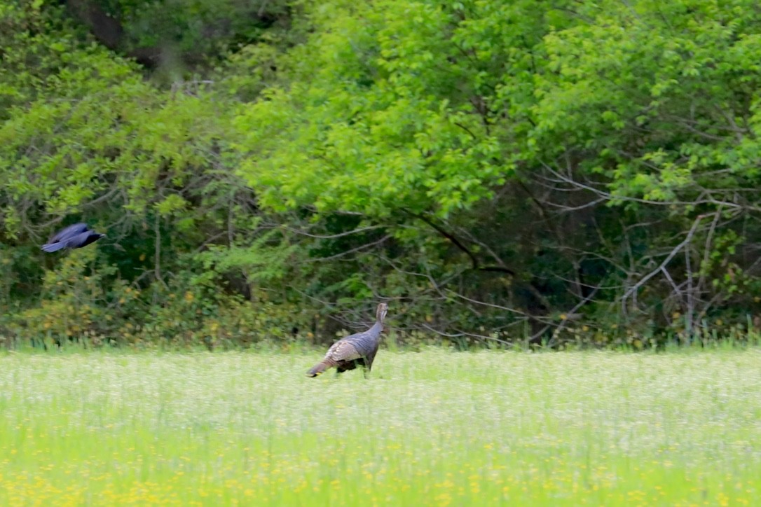 Wild Turkey - ML559099431