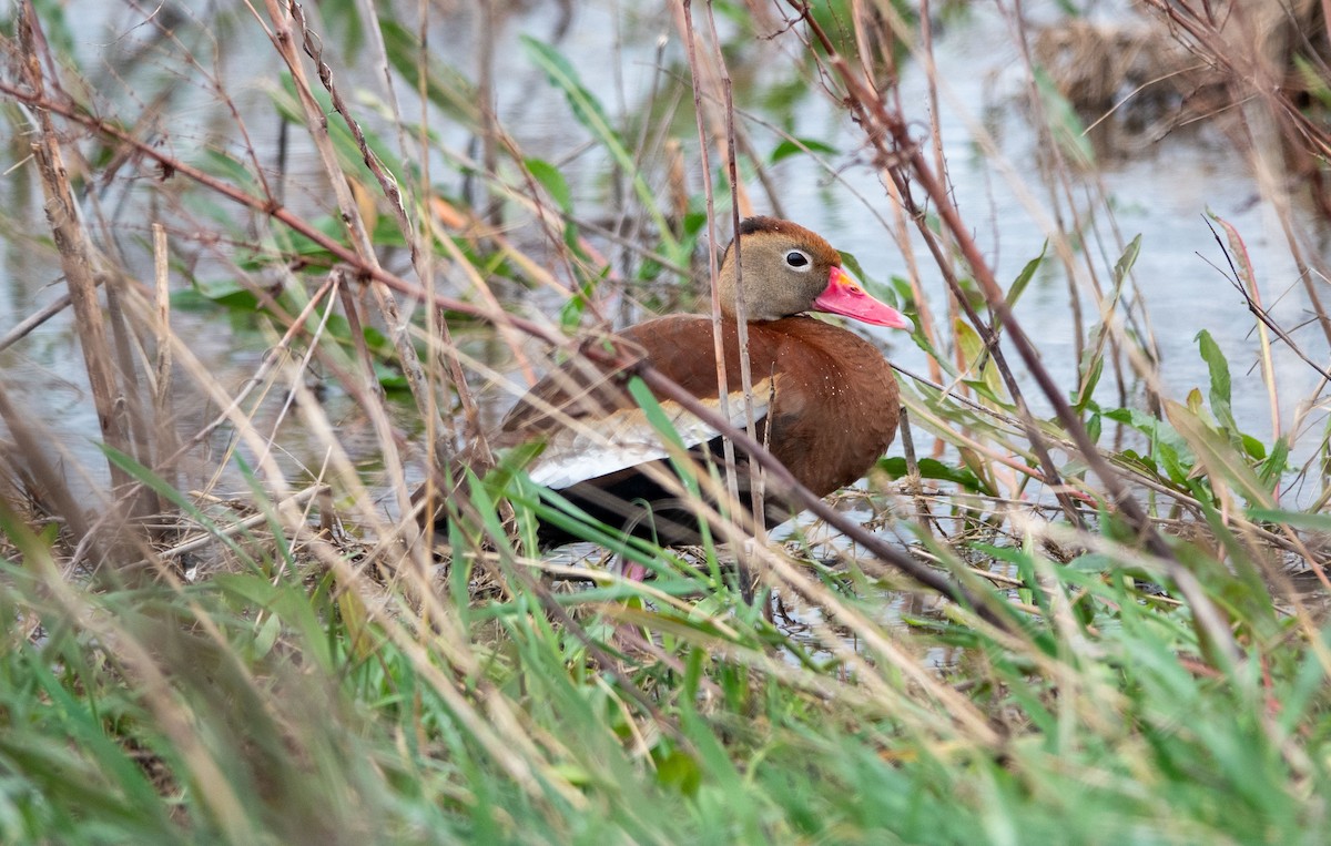 Black-bellied Whistling-Duck - Gale VerHague