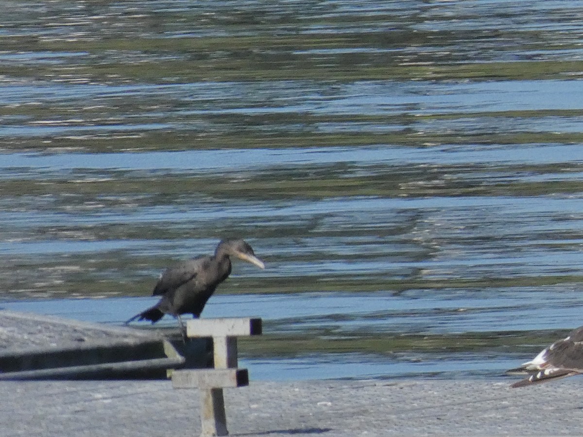 Neotropic Cormorant - ML559100141