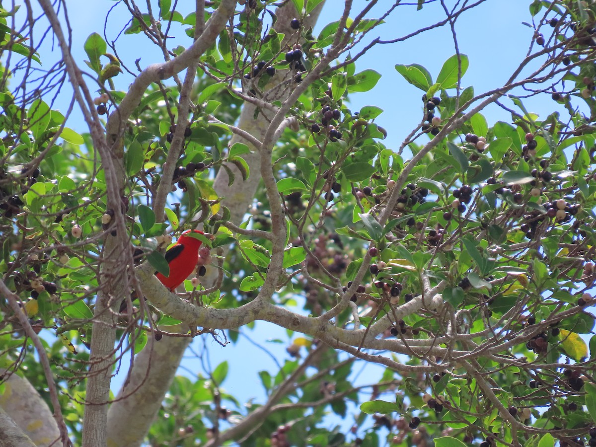 Scarlet Tanager - ML559100861