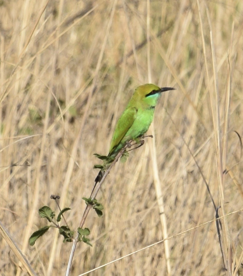 Asian Green Bee-eater - ML559101831