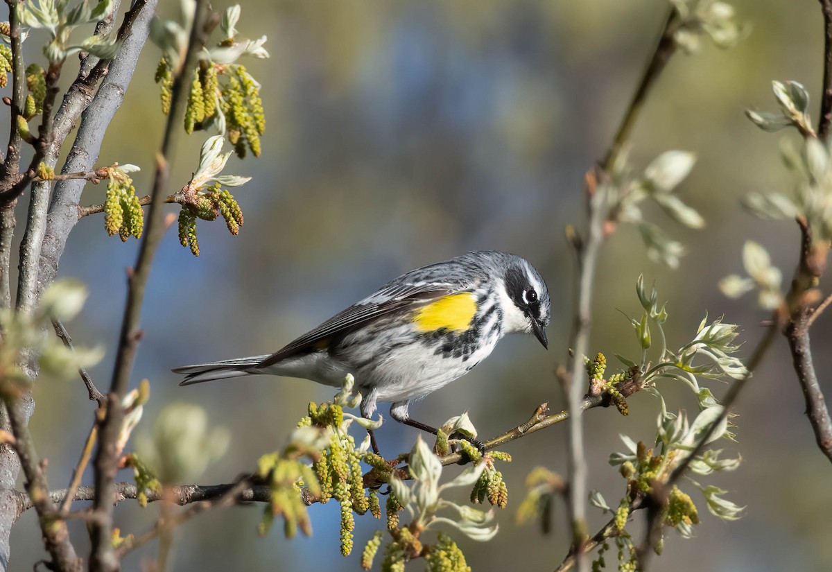 Yellow-rumped Warbler - ML559102061