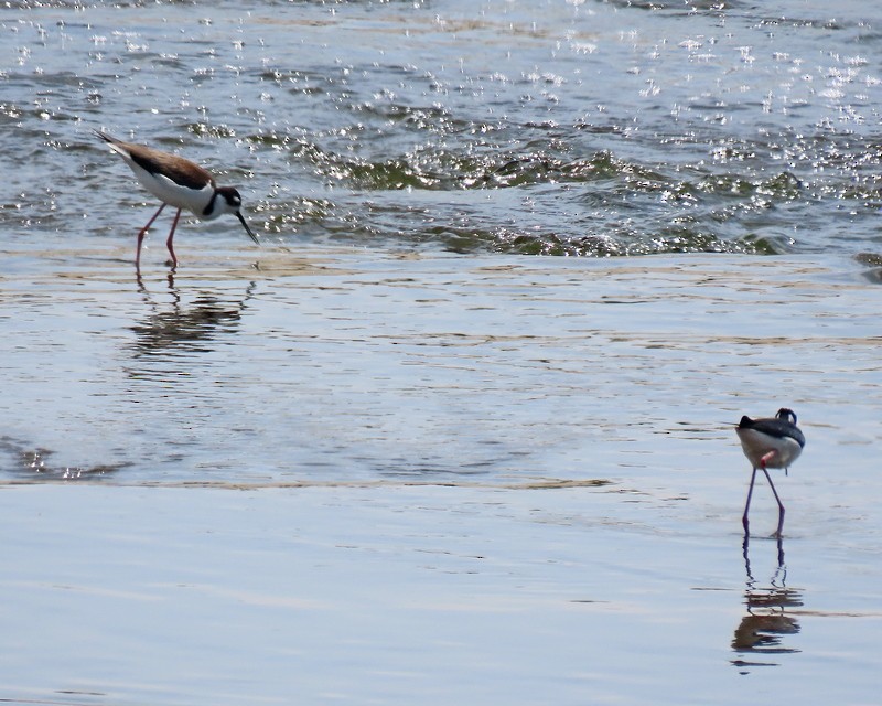 Black-necked Stilt - ML559102391