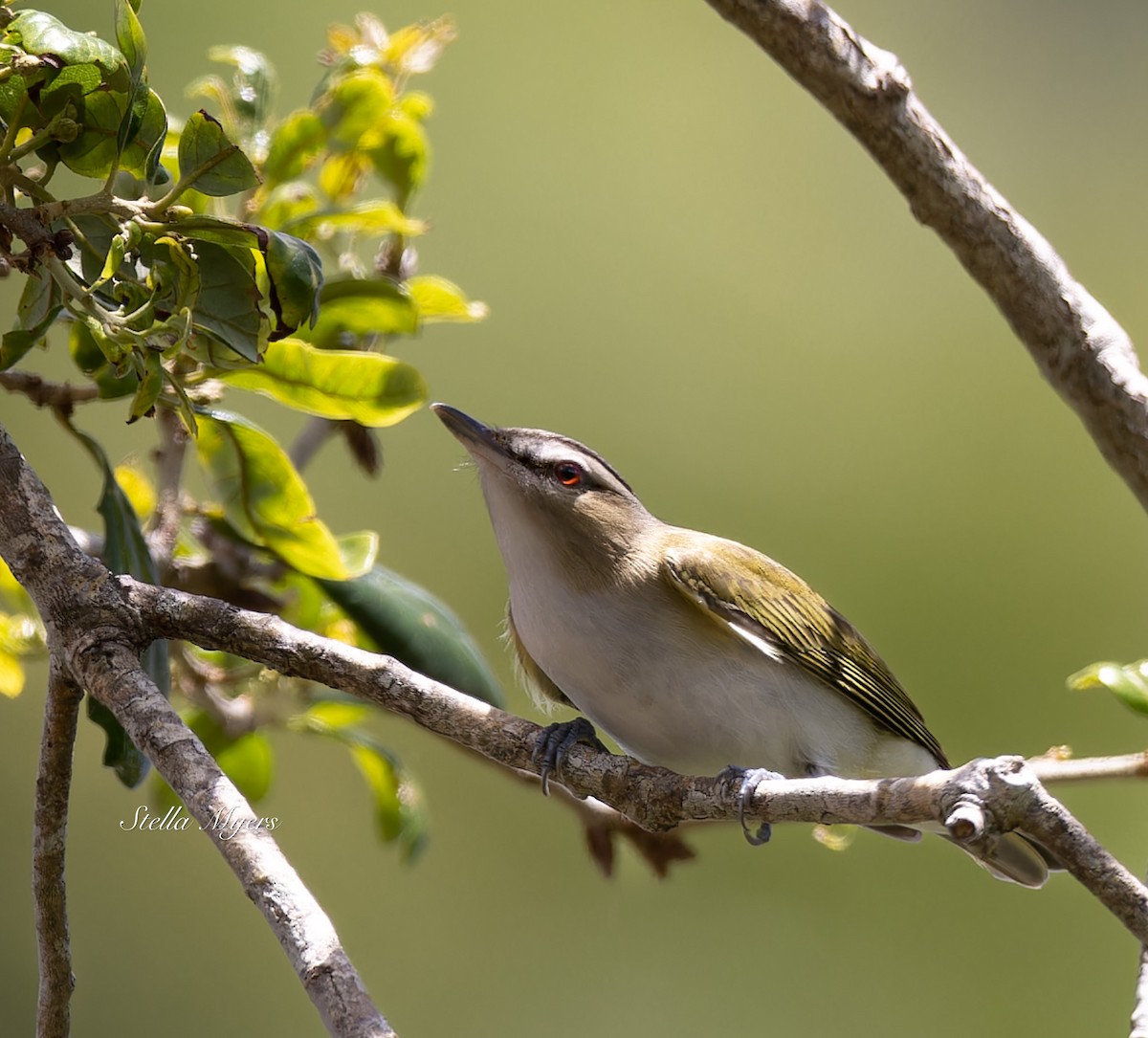 Vireo Ojirrojo - ML559103311