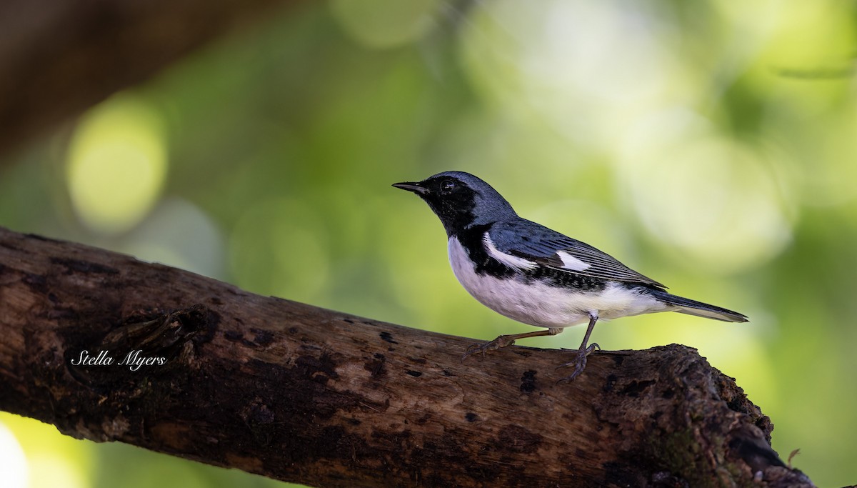 Black-throated Blue Warbler - ML559103481