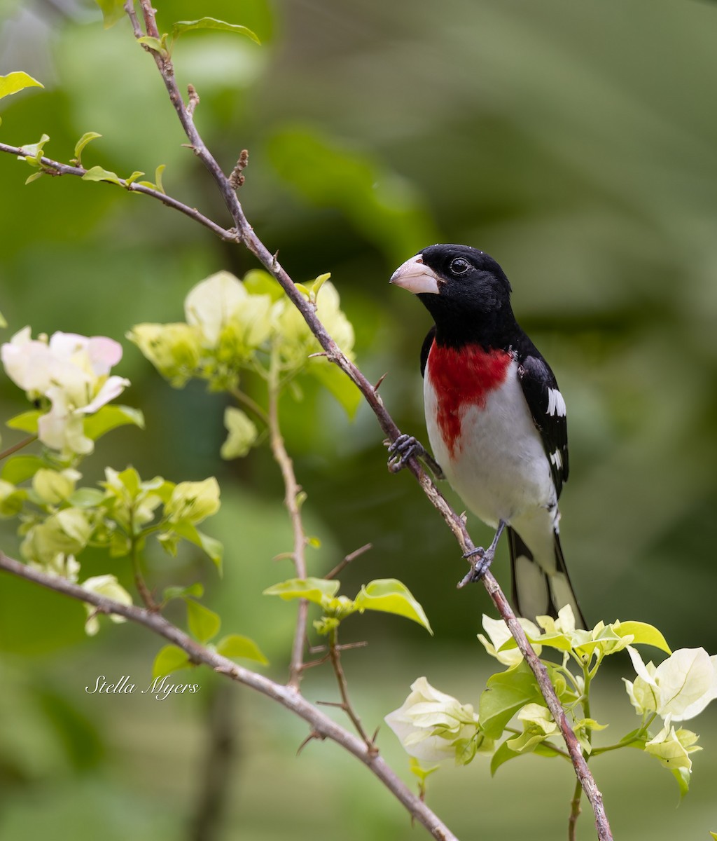 Rose-breasted Grosbeak - Stella M