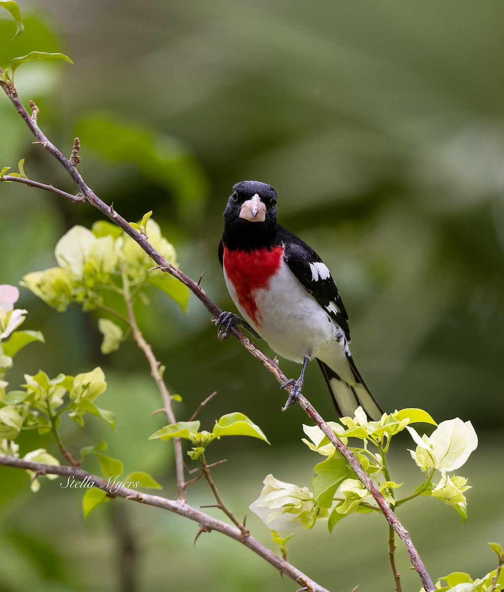 Rose-breasted Grosbeak - Stella M