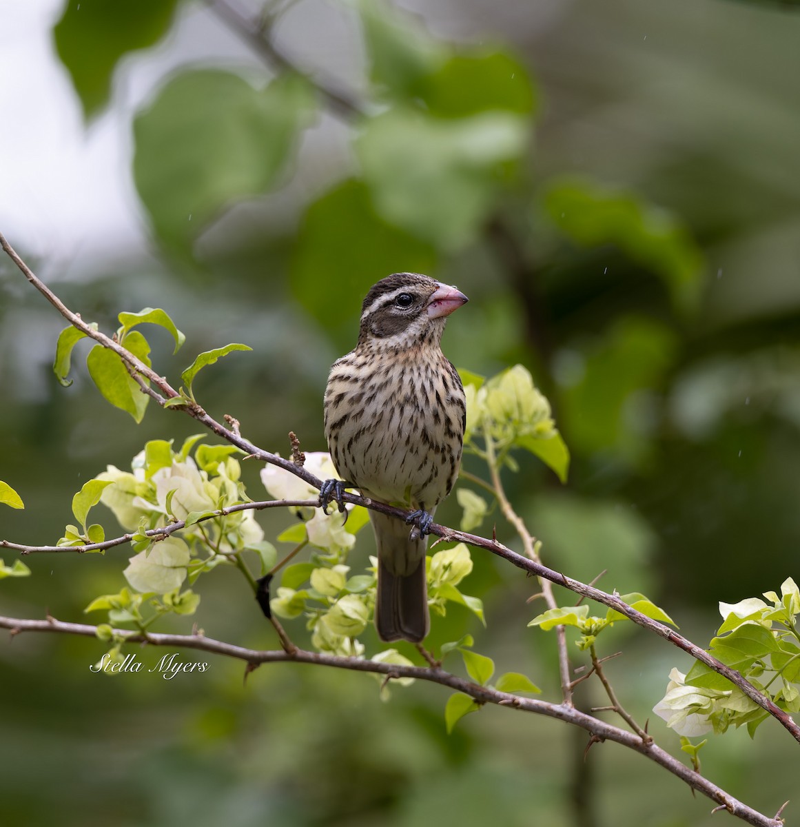 Rose-breasted Grosbeak - ML559103731