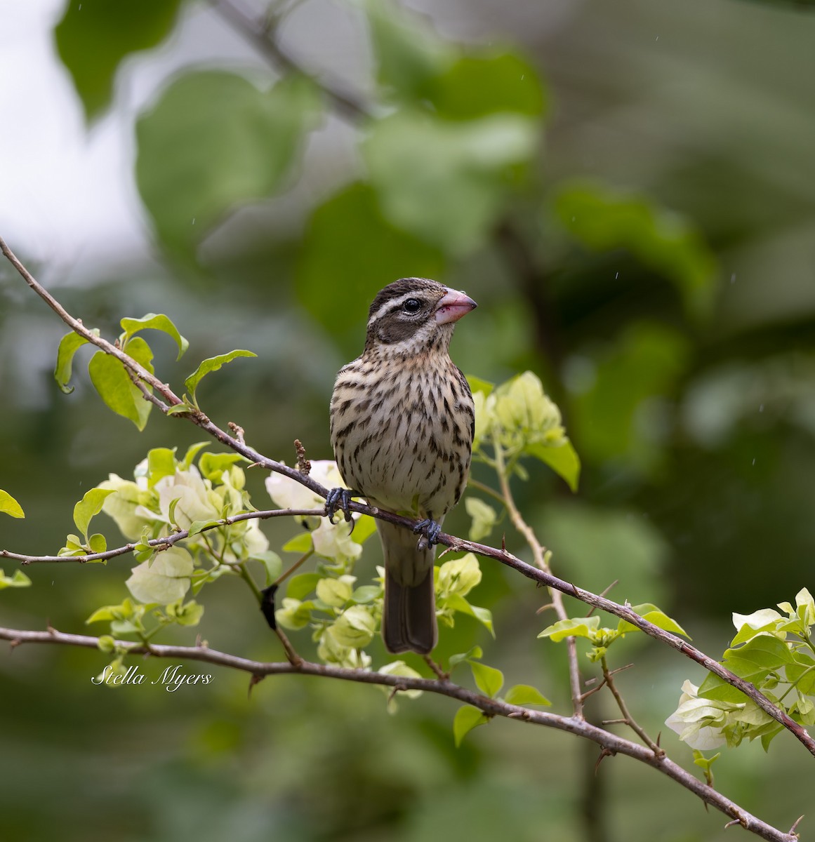 Rose-breasted Grosbeak - ML559103731