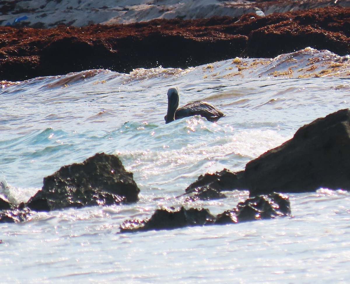 Brown Pelican - Bethsheila Kent