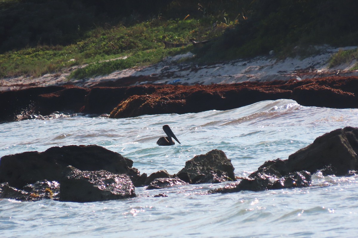 Brown Pelican - ML559104091