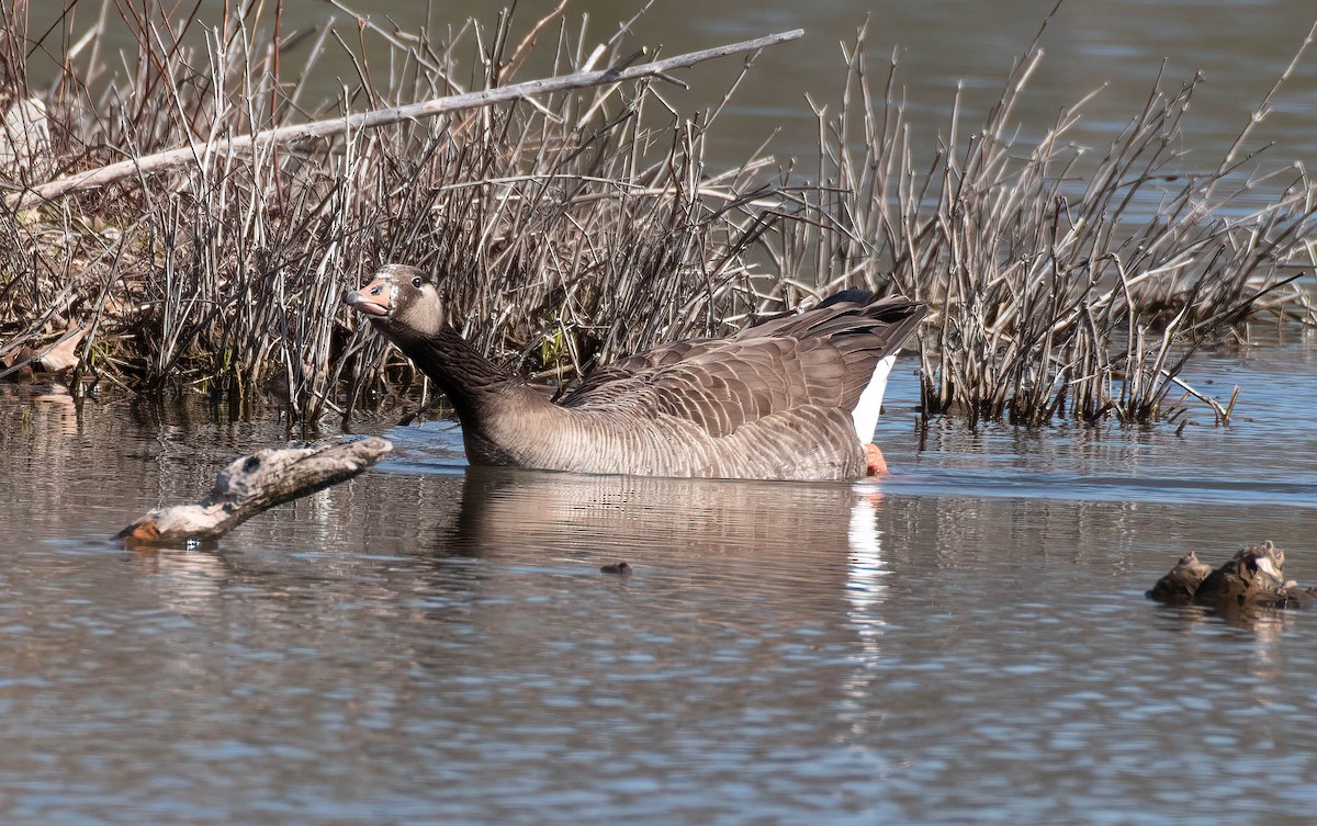 Greater White-fronted x Canada Goose (hybrid) - ML559104171