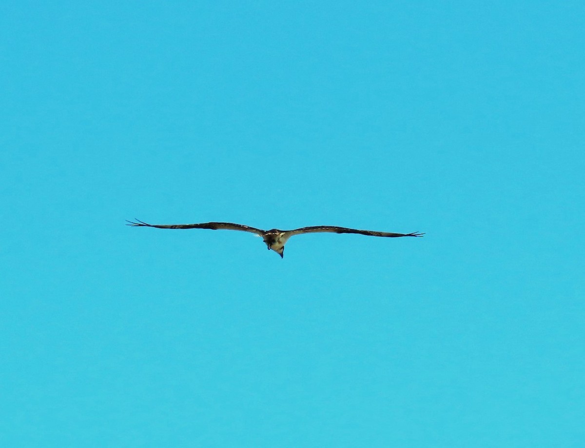 Águila Pescadora - ML559104451