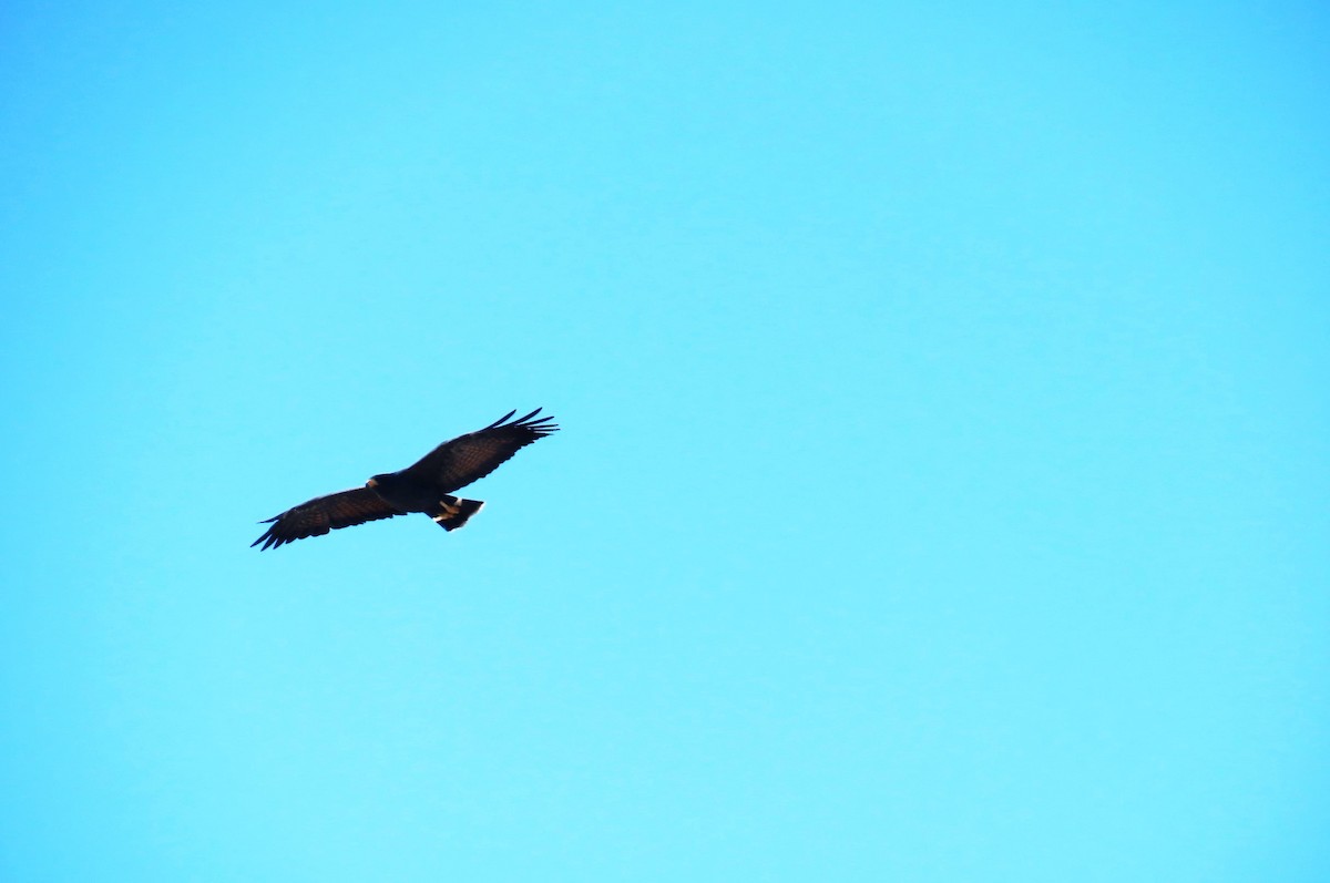 Common Black Hawk - Bethsheila Kent