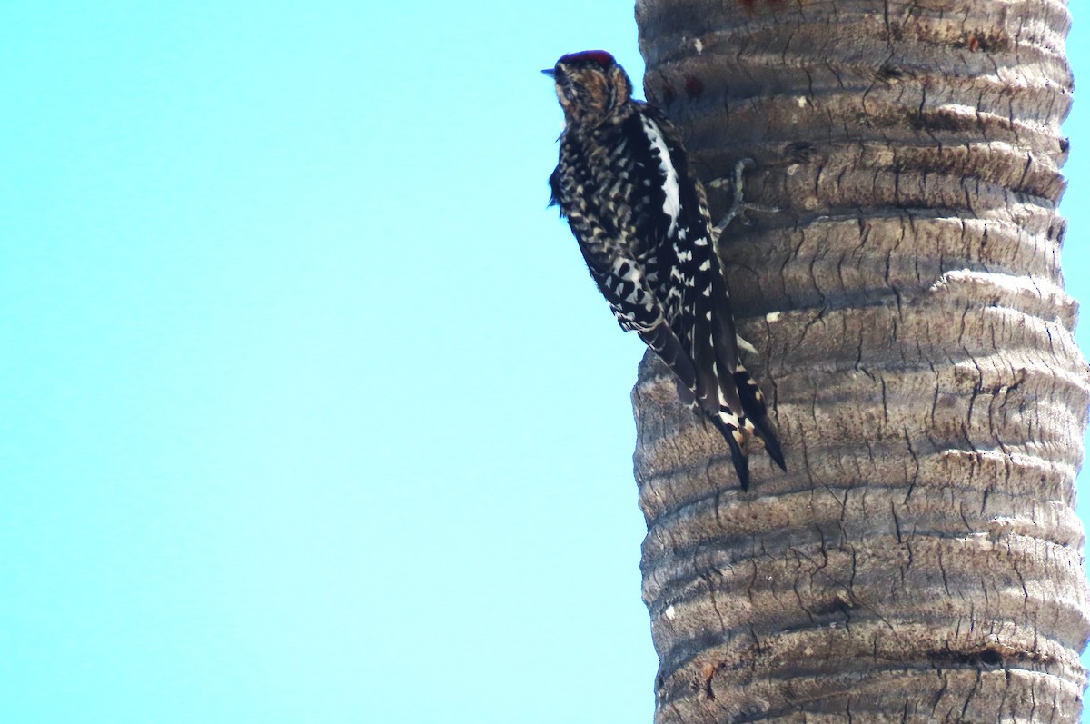 Yellow-bellied Sapsucker - Bethsheila Kent