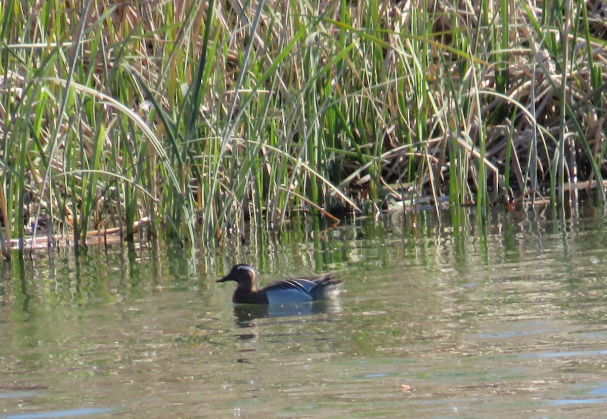 Garganey - ML559105281