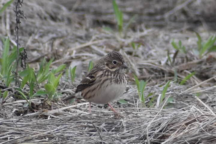 Vesper Sparrow - ML559105651