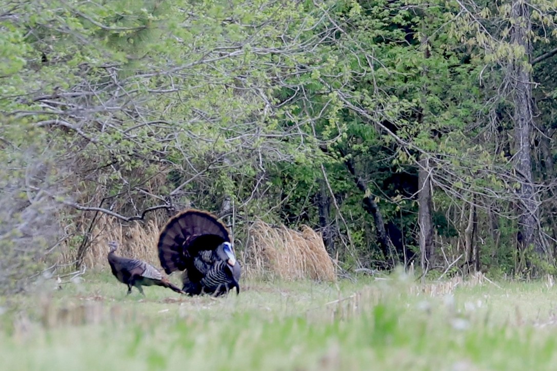 Wild Turkey - ML559106041