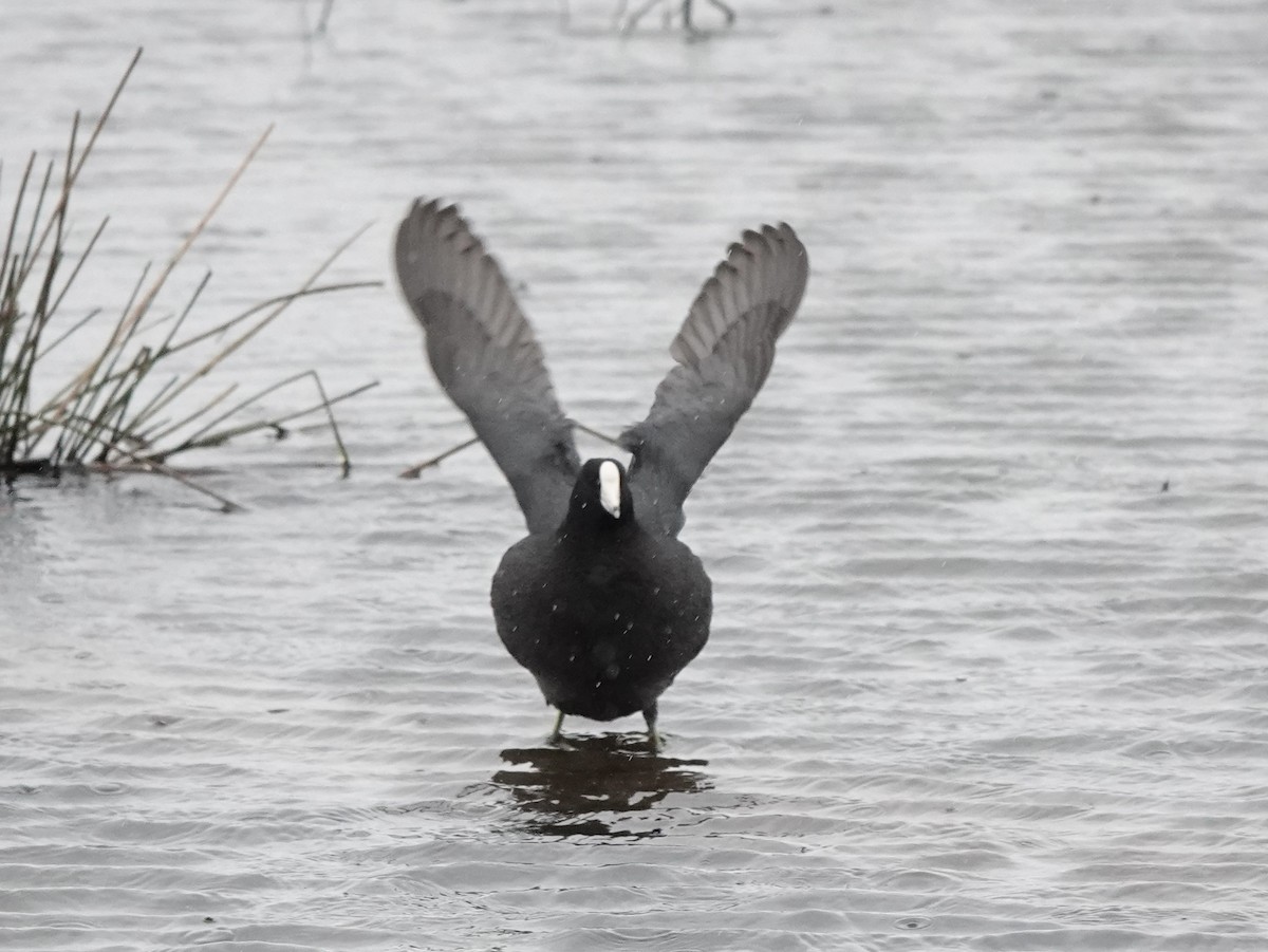 American Coot - ML559106331