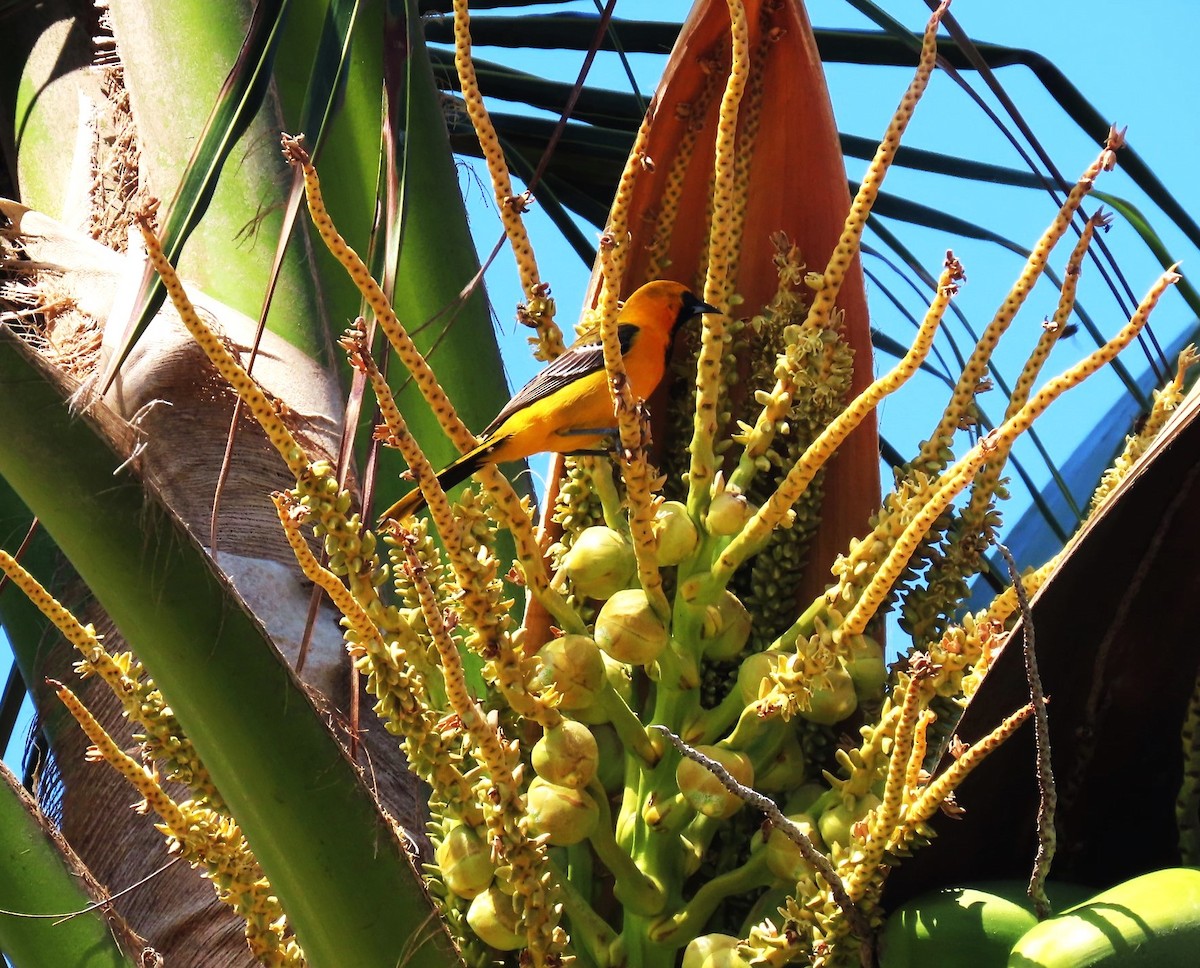 Orange Oriole - Bethsheila Kent