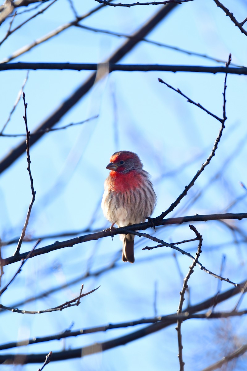 House Finch - Chaiby Leiman
