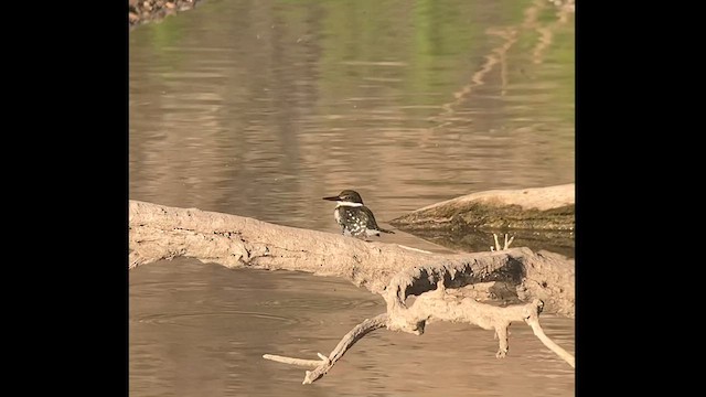 Green Kingfisher - ML559108801