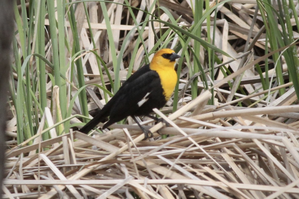 Yellow-headed Blackbird - Andrew Theus