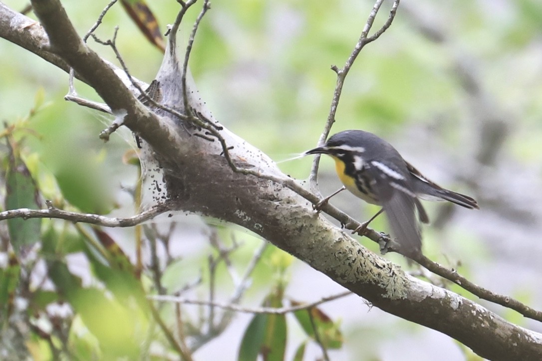 Yellow-throated Warbler - ML559111061