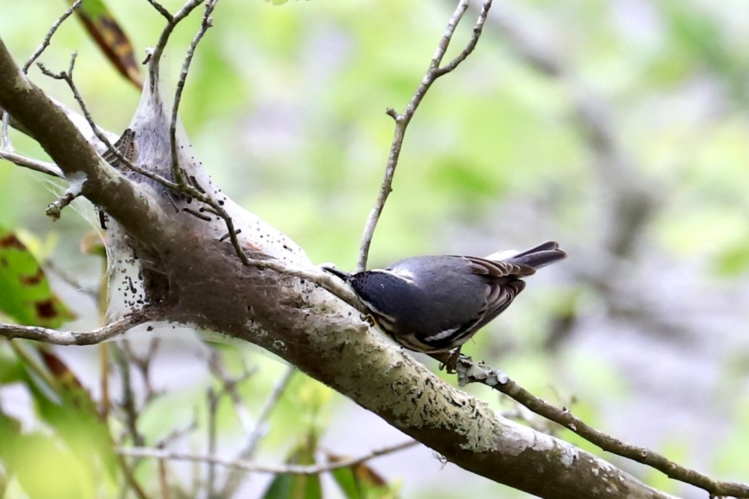 Yellow-throated Warbler - ML559111081