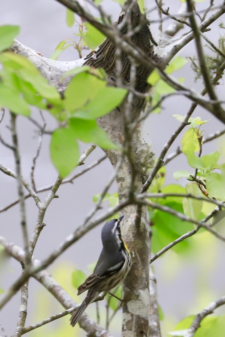 Yellow-throated Warbler - JoAnn Dalley