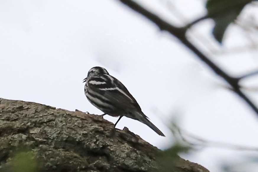 Black-and-white Warbler - ML559111401