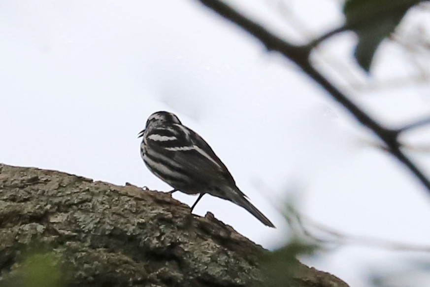 Paruline noir et blanc - ML559111401