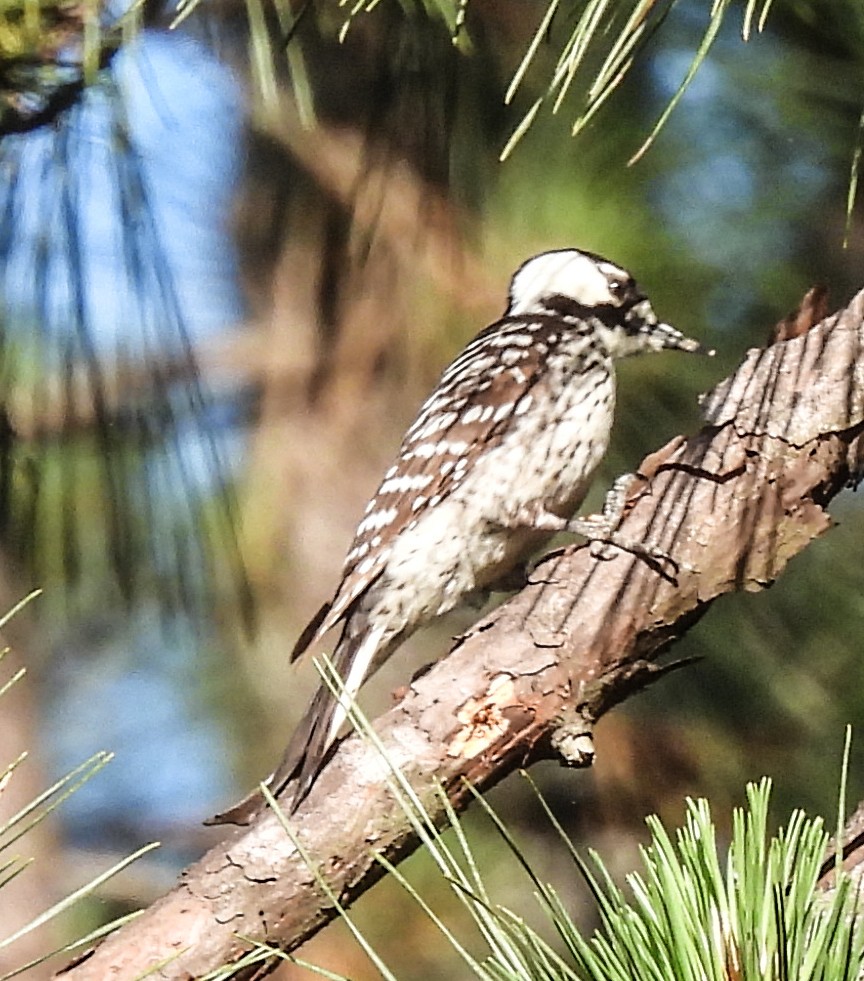 Red-cockaded Woodpecker - ML559112051