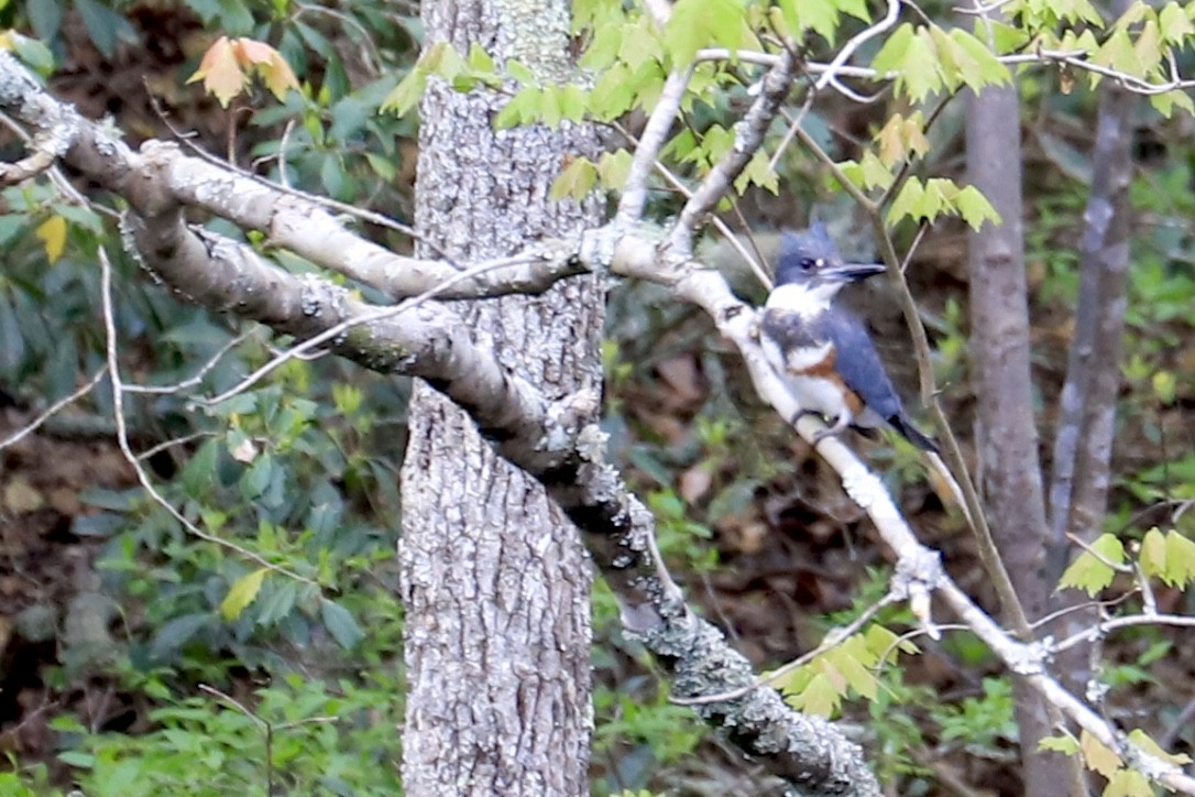 Belted Kingfisher - ML559112351