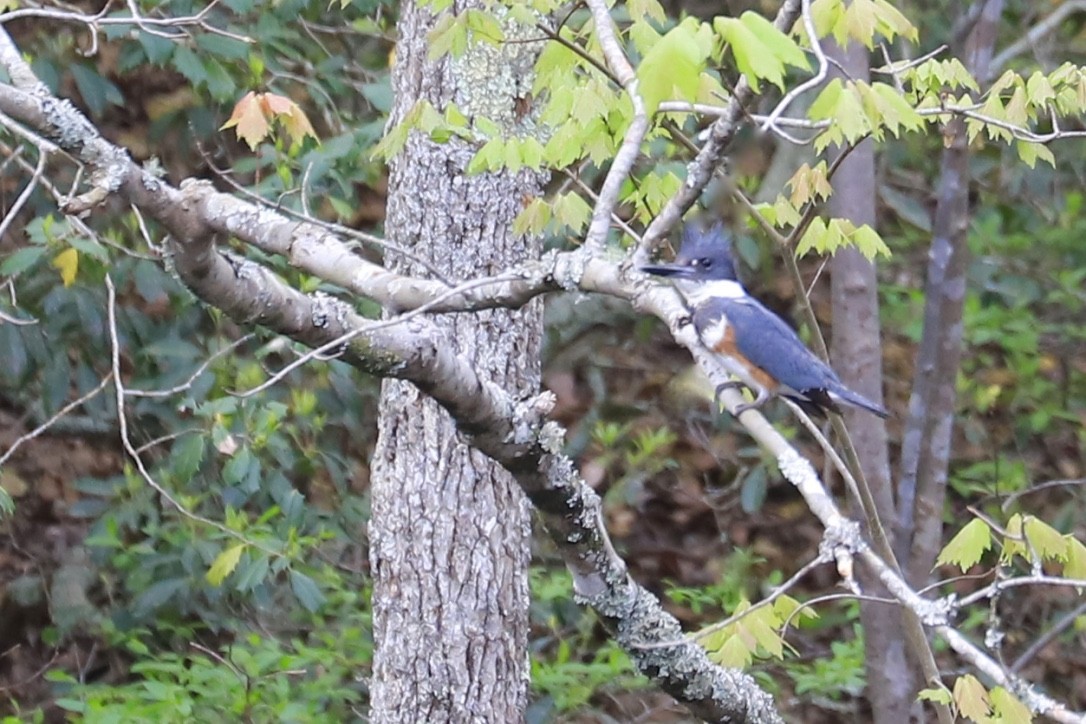 Belted Kingfisher - ML559112361
