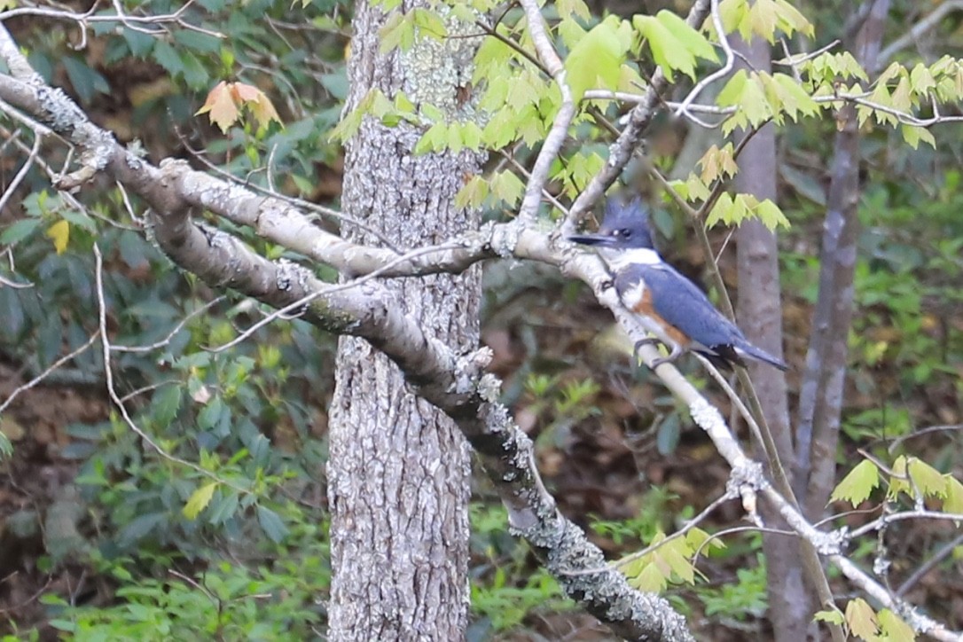 Belted Kingfisher - JoAnn Dalley